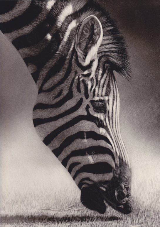Zebra 06a